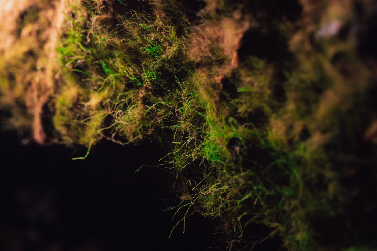 Morsowanie – kąpiel w podziemiach sztolni