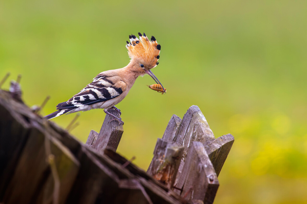 Ptak Dudek trzymający owada w dziobie